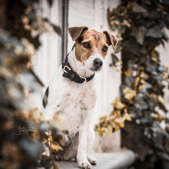 Collare per cane in nylon intrecciato Kentucky 3/4