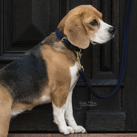 Collare per cane in nylon intrecciato Kentucky 4/4