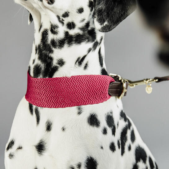 Collare per cani Kentucky Jacquard 3/4