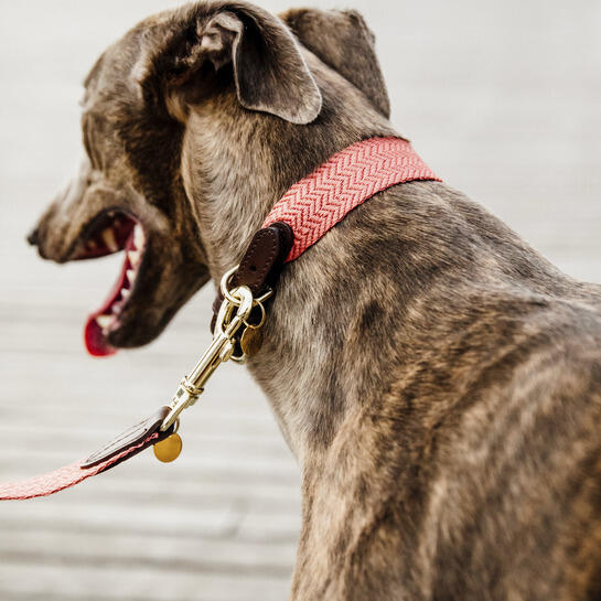 Collare per cani Kentucky Jacquard 3/4