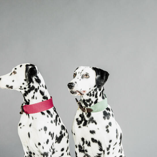 Collare per cani Kentucky Jacquard 2/4