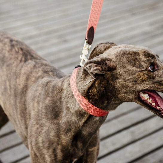 Collare per cani Kentucky Jacquard 4/4