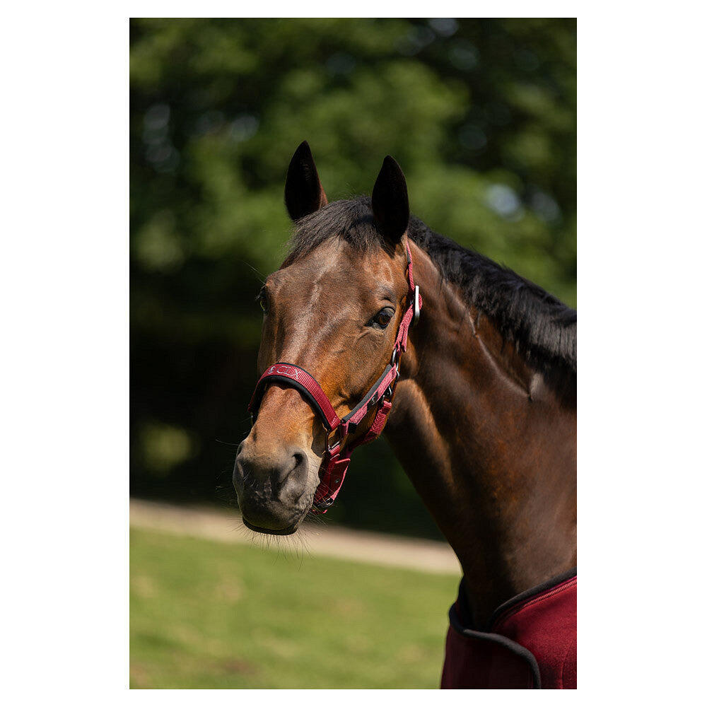 Halfter für Ponys BR Equitation CLX 6/6