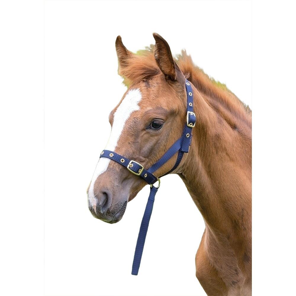SHIRES picture