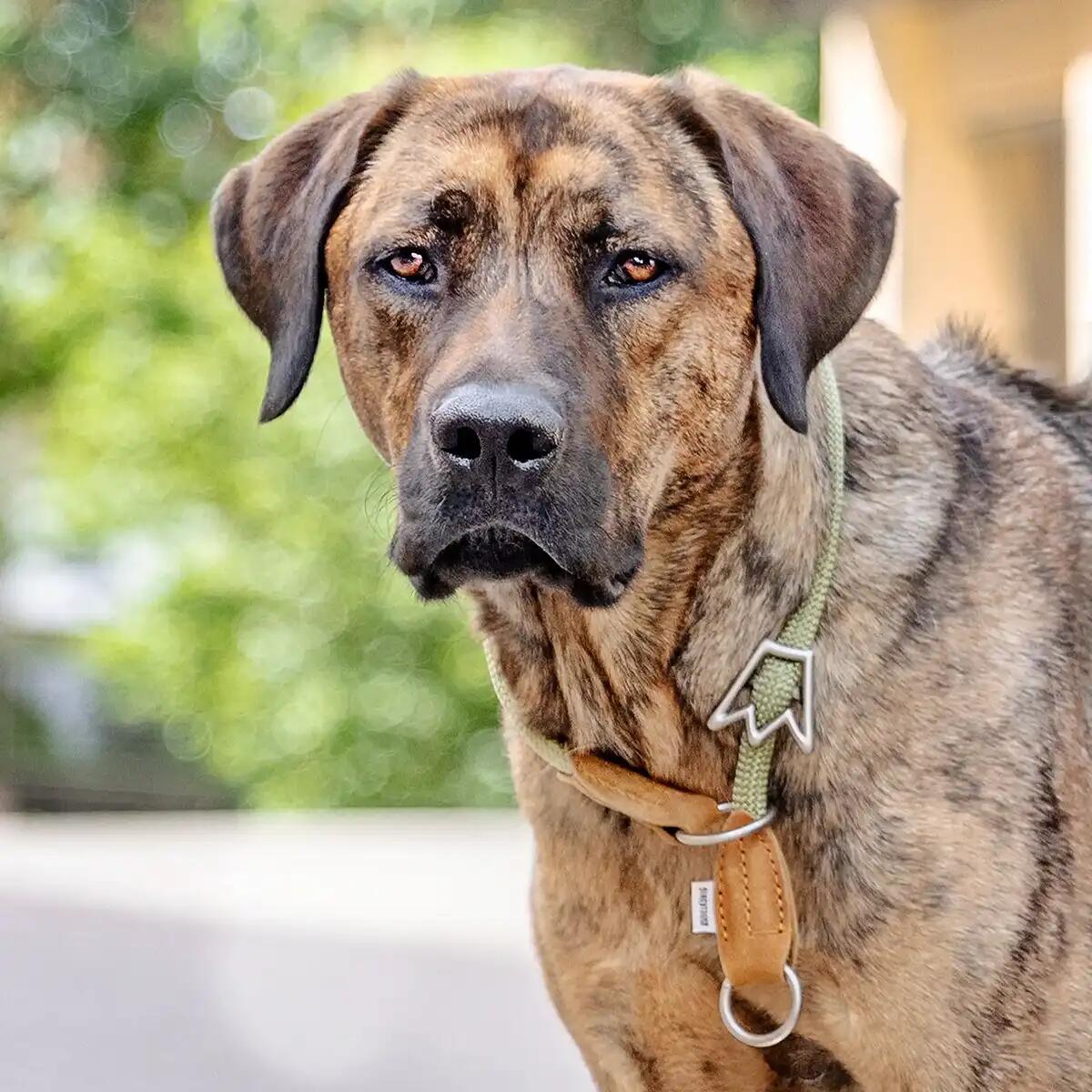 Rudelkönig Collier chien Emma anti-traction réglable 3/6