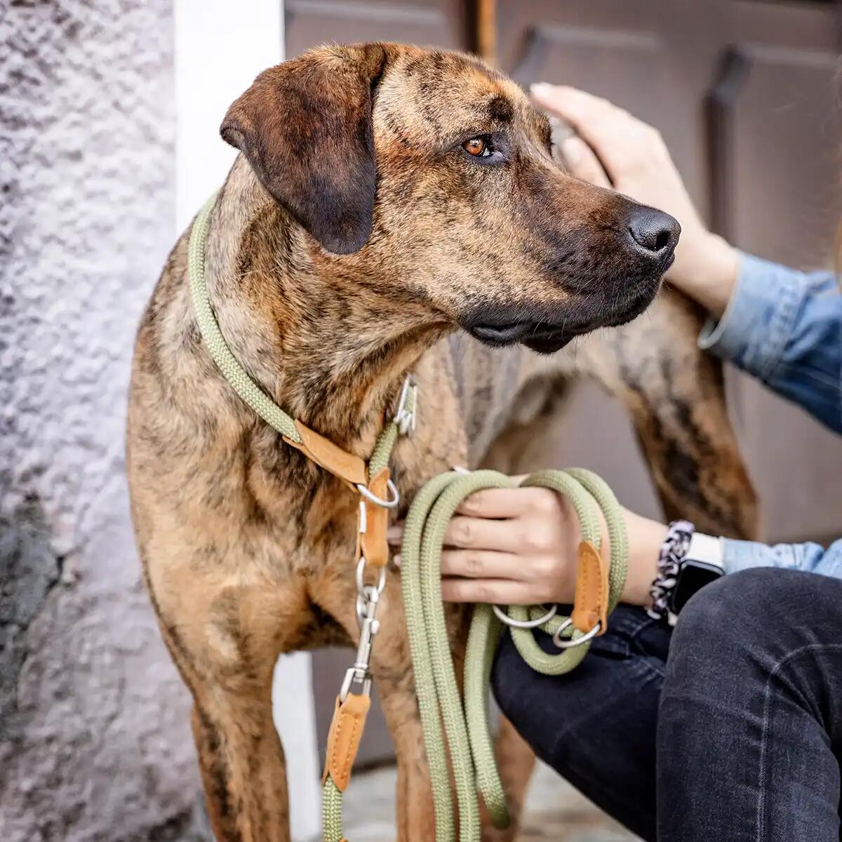 Rudelkönig Collier chien Emma anti-traction réglable 2/6