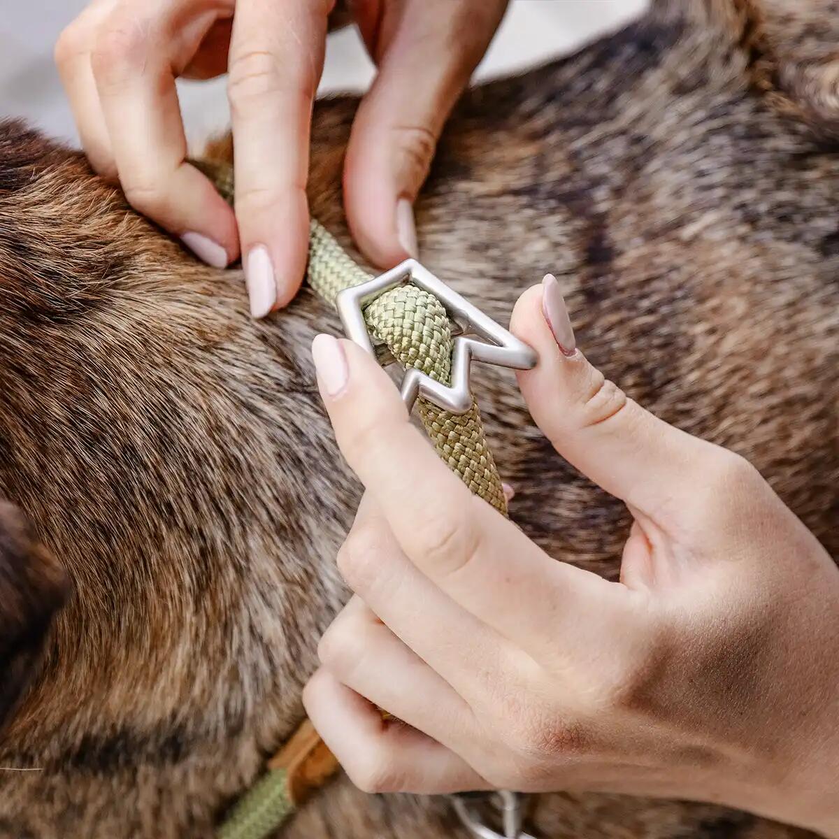 Rudelkönig Collier chien Emma anti-traction réglable 5/6