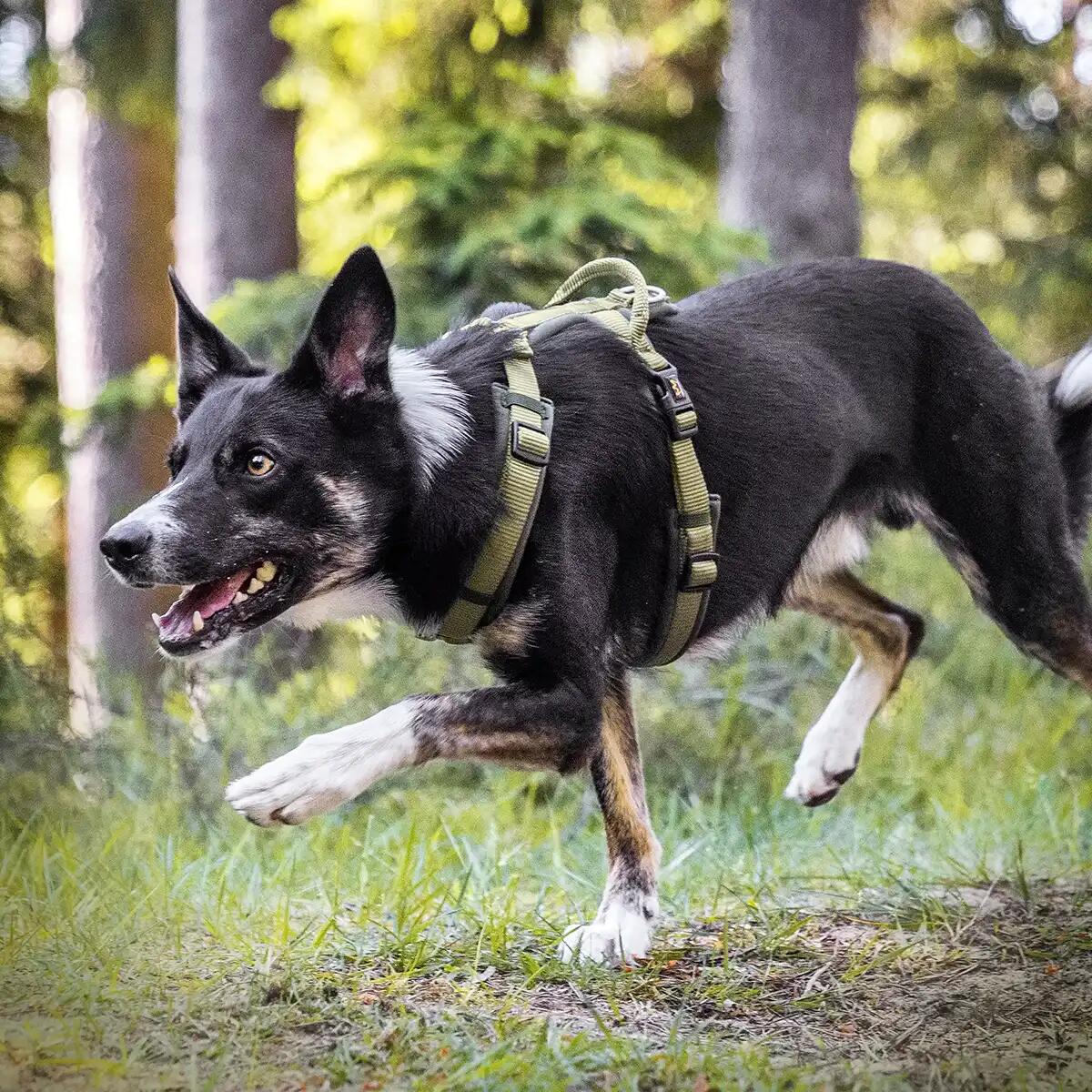 Rudelkönig Harnais pour chien Bella réglable rembourré 2/6