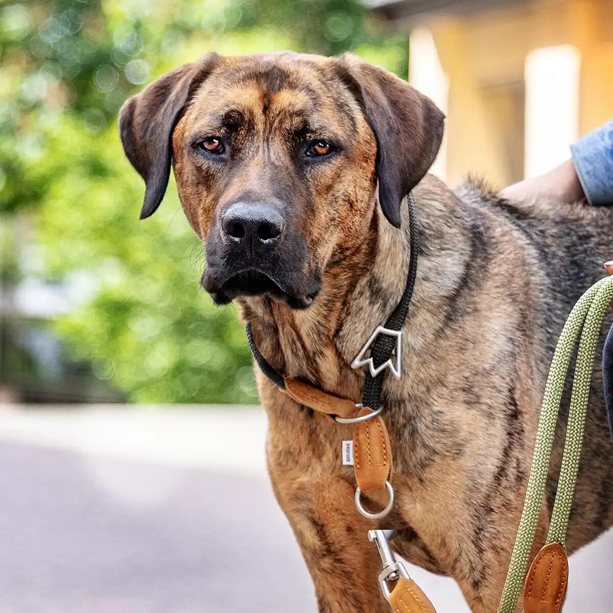 Zugstop Hondenhalsband – Retriever Halsband met Stop, Zonder Wurgwerking 3/6