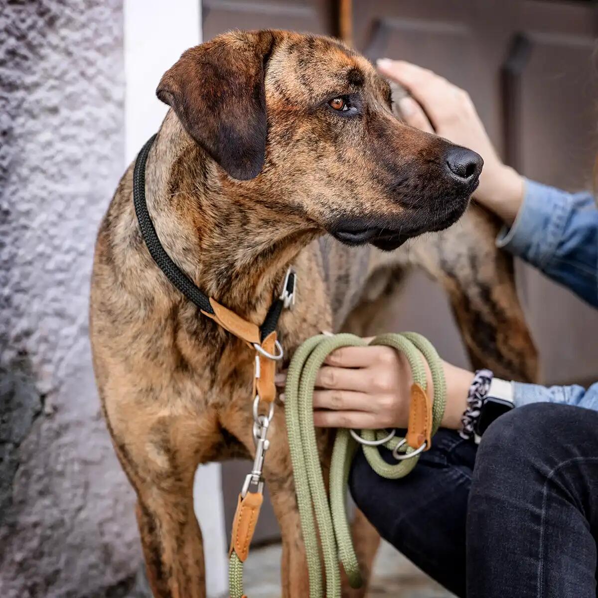 Zugstop Hondenhalsband – Retriever Halsband met Stop, Zonder Wurgwerking 2/6