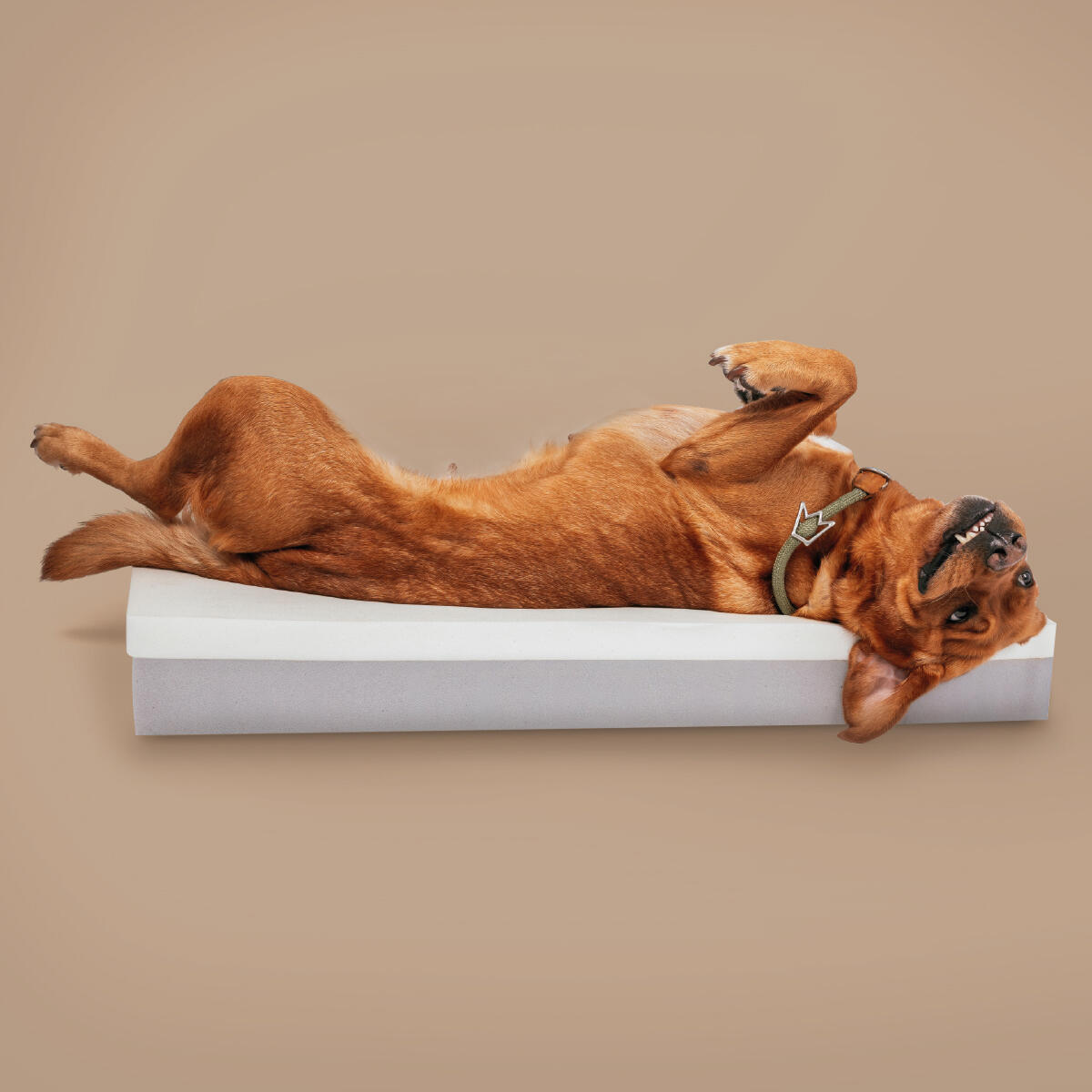 Panier Orthopédique pour Chien – Memory Foam, Robuste & Lavable 4/7