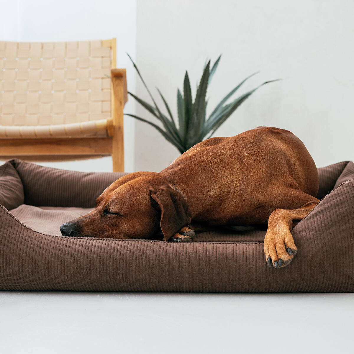 Panier Orthopédique pour Chien – Memory Foam, Robuste & Lavable 7/7