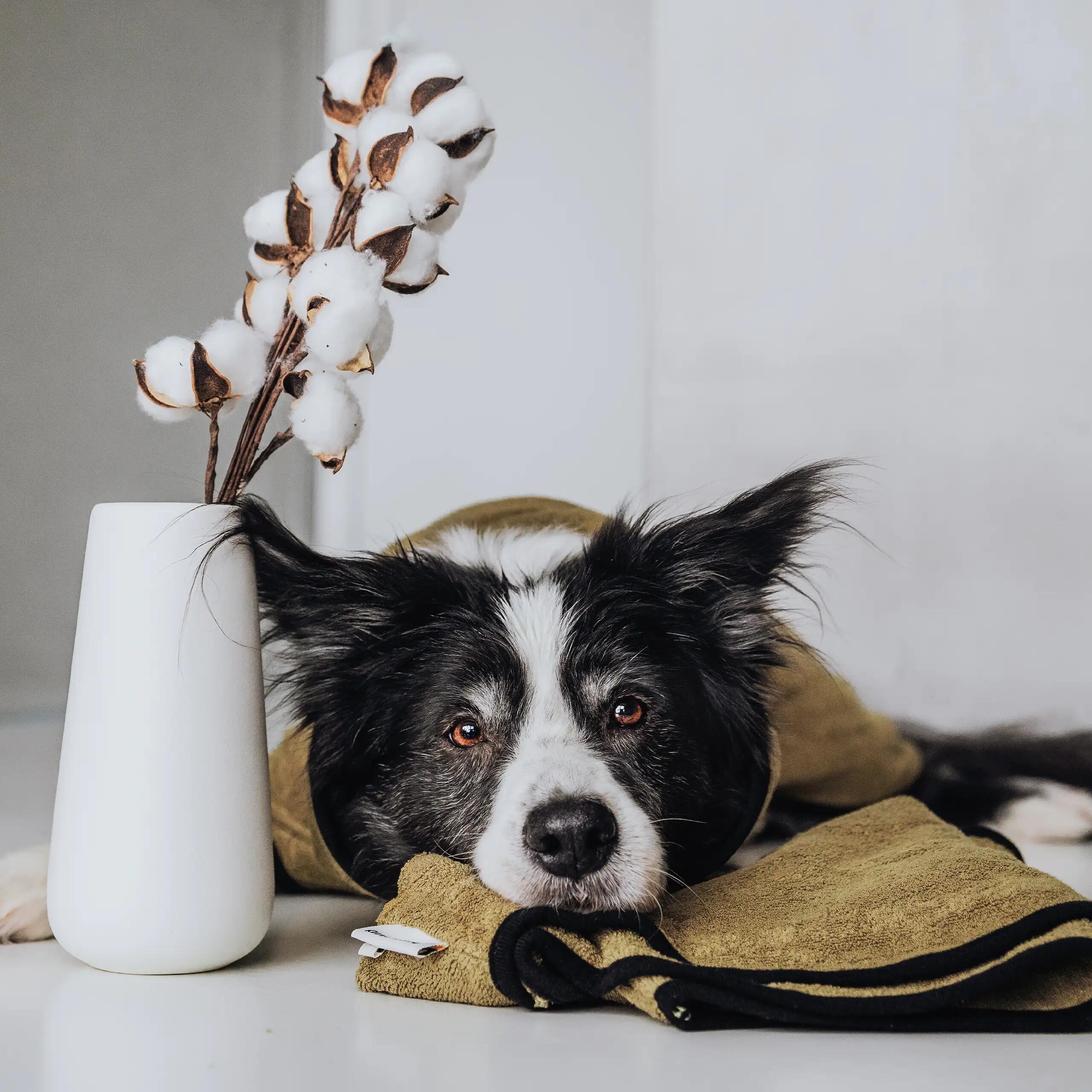 Rudelkönig Peignoir pour chiens en coton 3/6