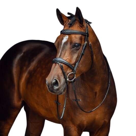 Bridons équitation pour cheval à muserolle combinée pour cheval Horze Sion 3/3
