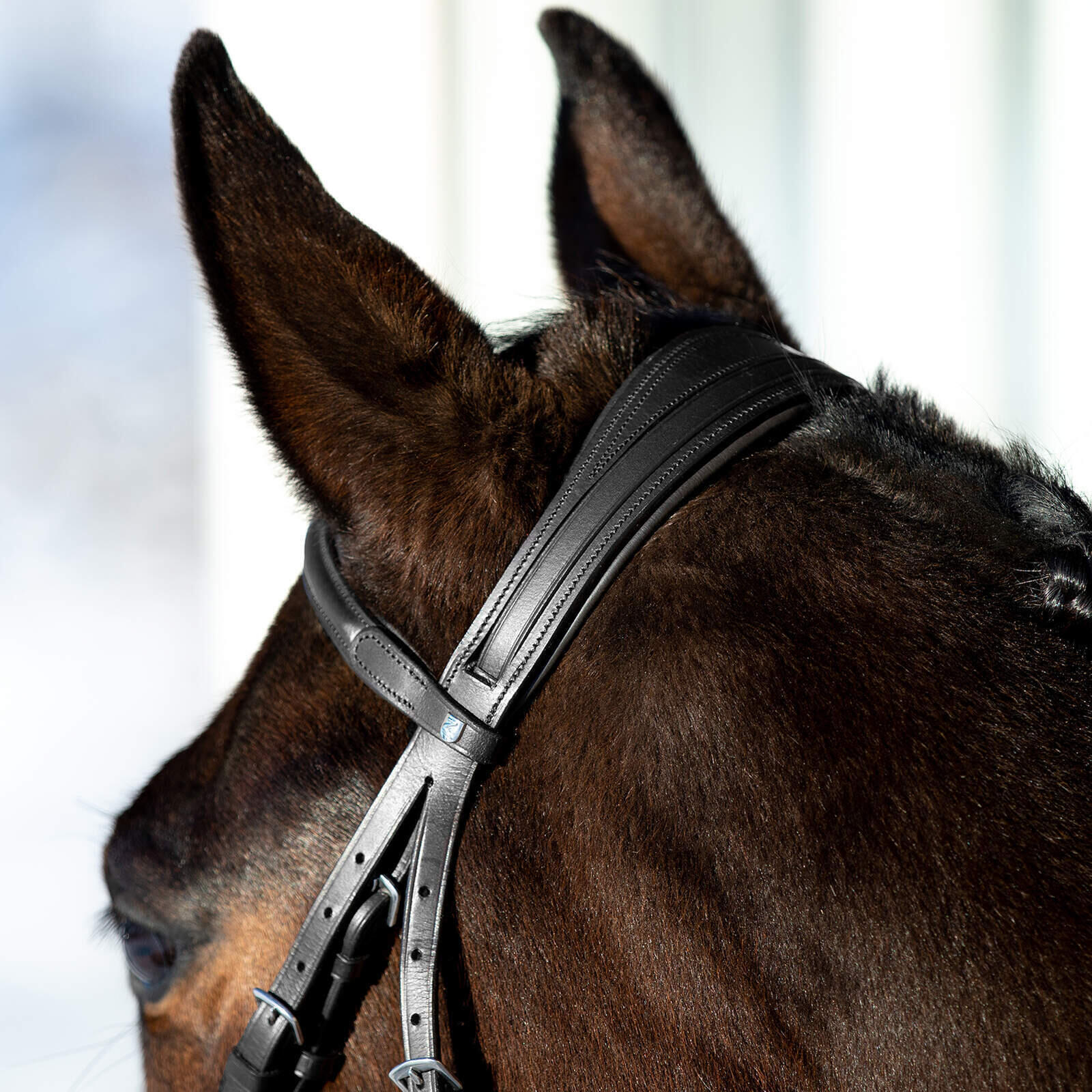 Bridons équitation pour cheval à muserolle pour cheval croisée Horze Prescott 5/5
