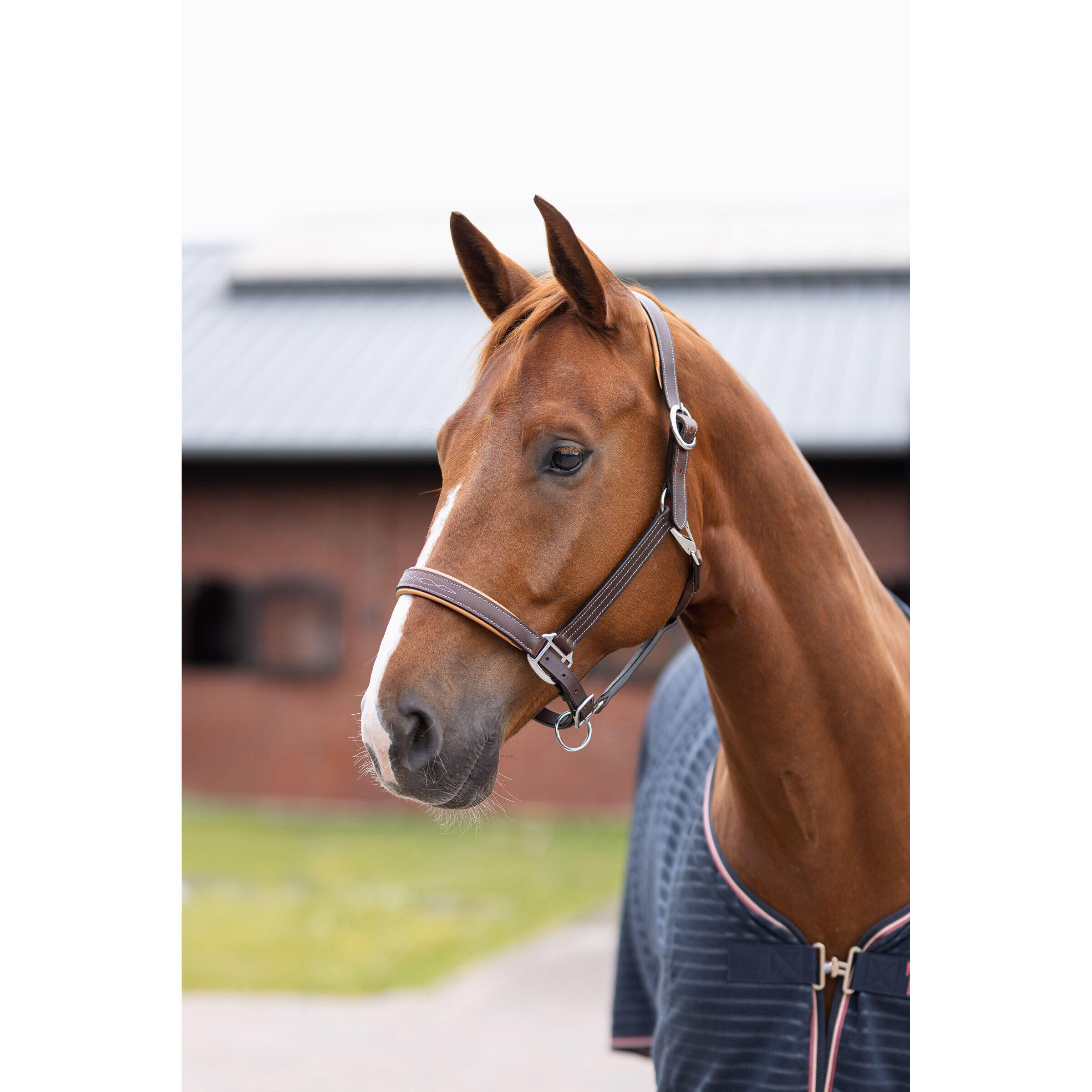 Licol pour cheval Horze Sophistication Leather 2/6