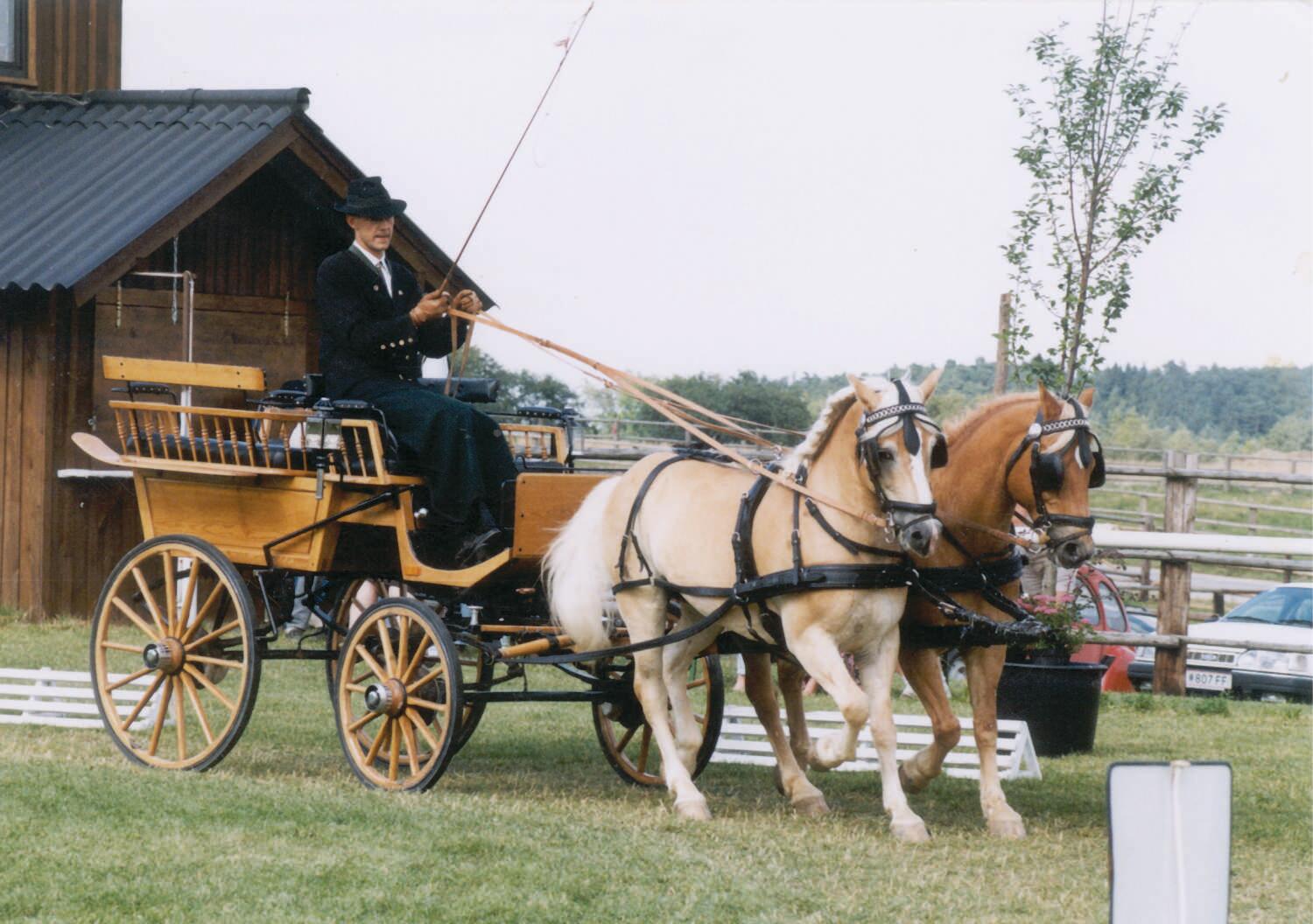 Fahrzaum Backenstücke mit Scheuklappen Leder, verstellbar, Kutschzubehör 4/4