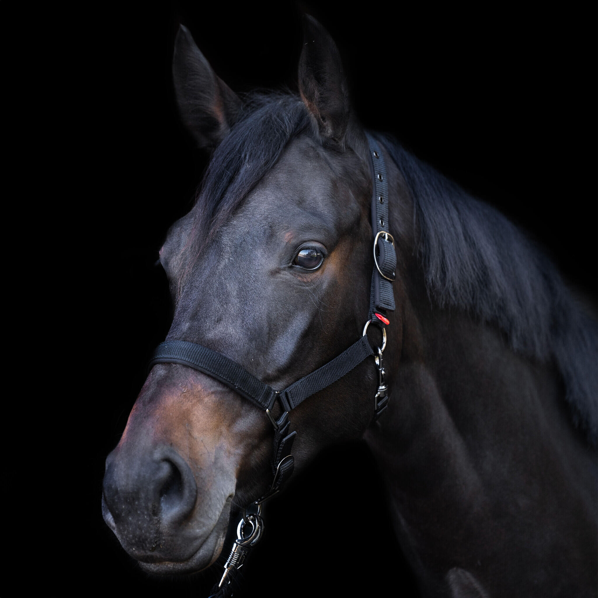 Imperial Riding Licol Yearling - Noir 3/3
