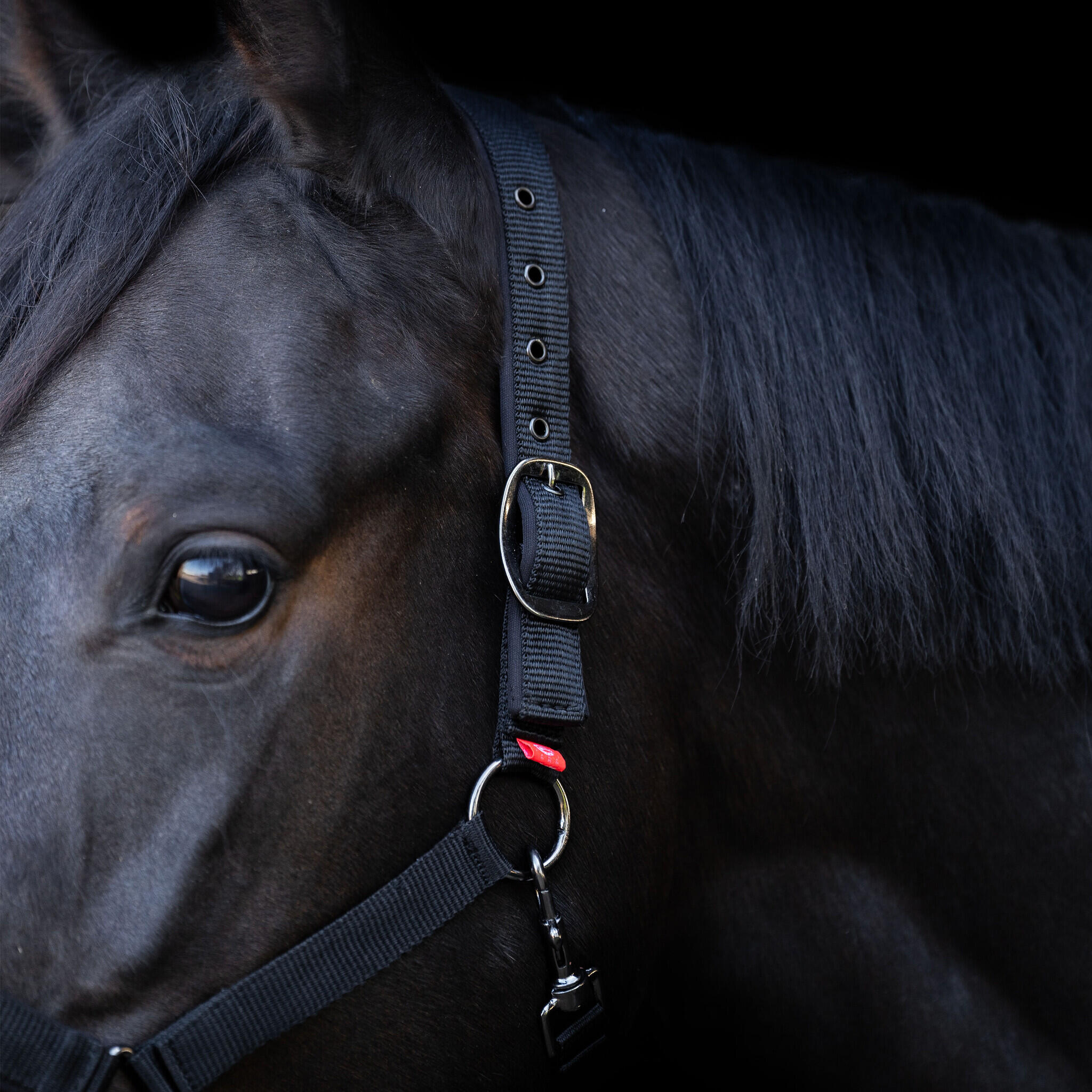 Imperial Riding Licol Yearling - Noir 2/3