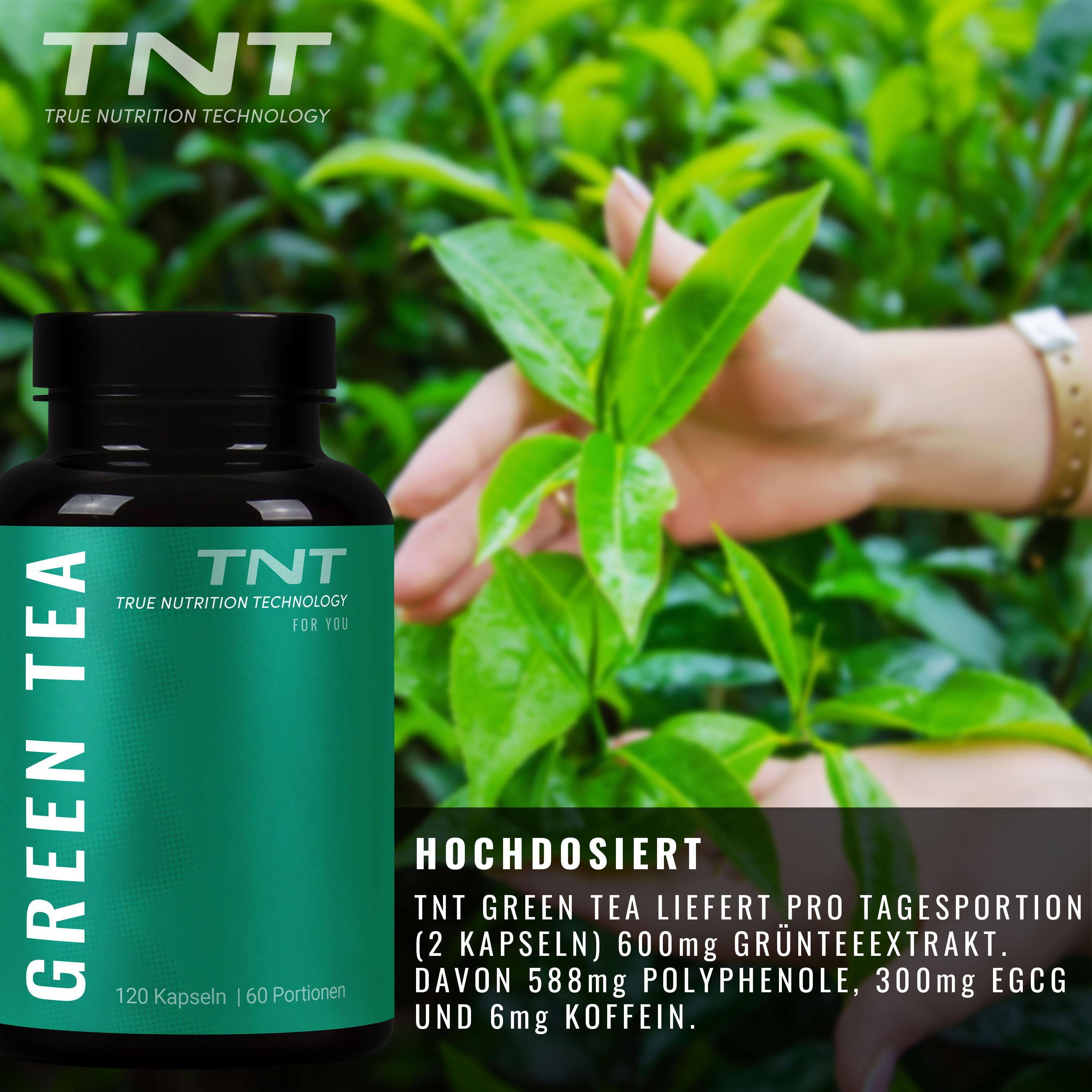 Green Tea Kapseln 2/7