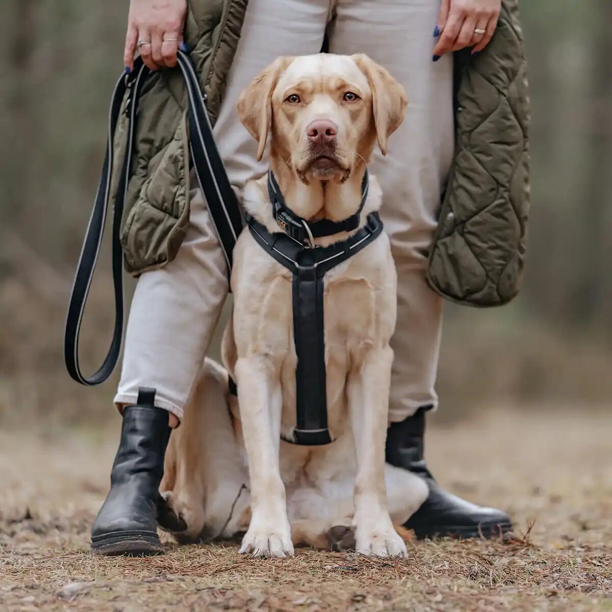 Rudelkönig Harnais pour chien Paola réfléchissant rembourré 3/6