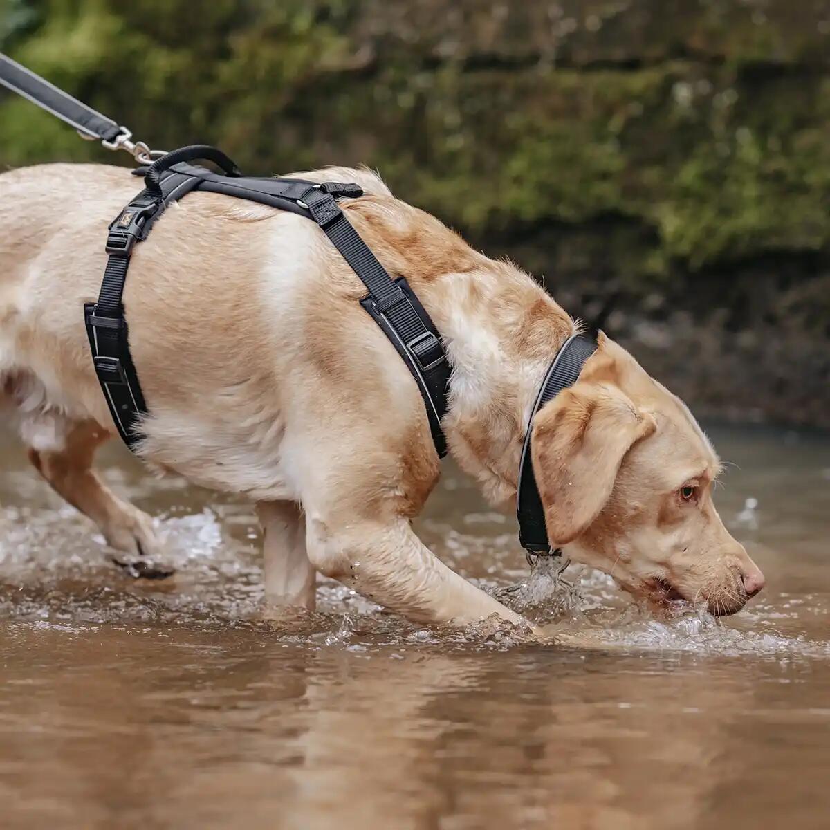 Rudelkönig Harnais pour chien Paola réfléchissant rembourré 2/6