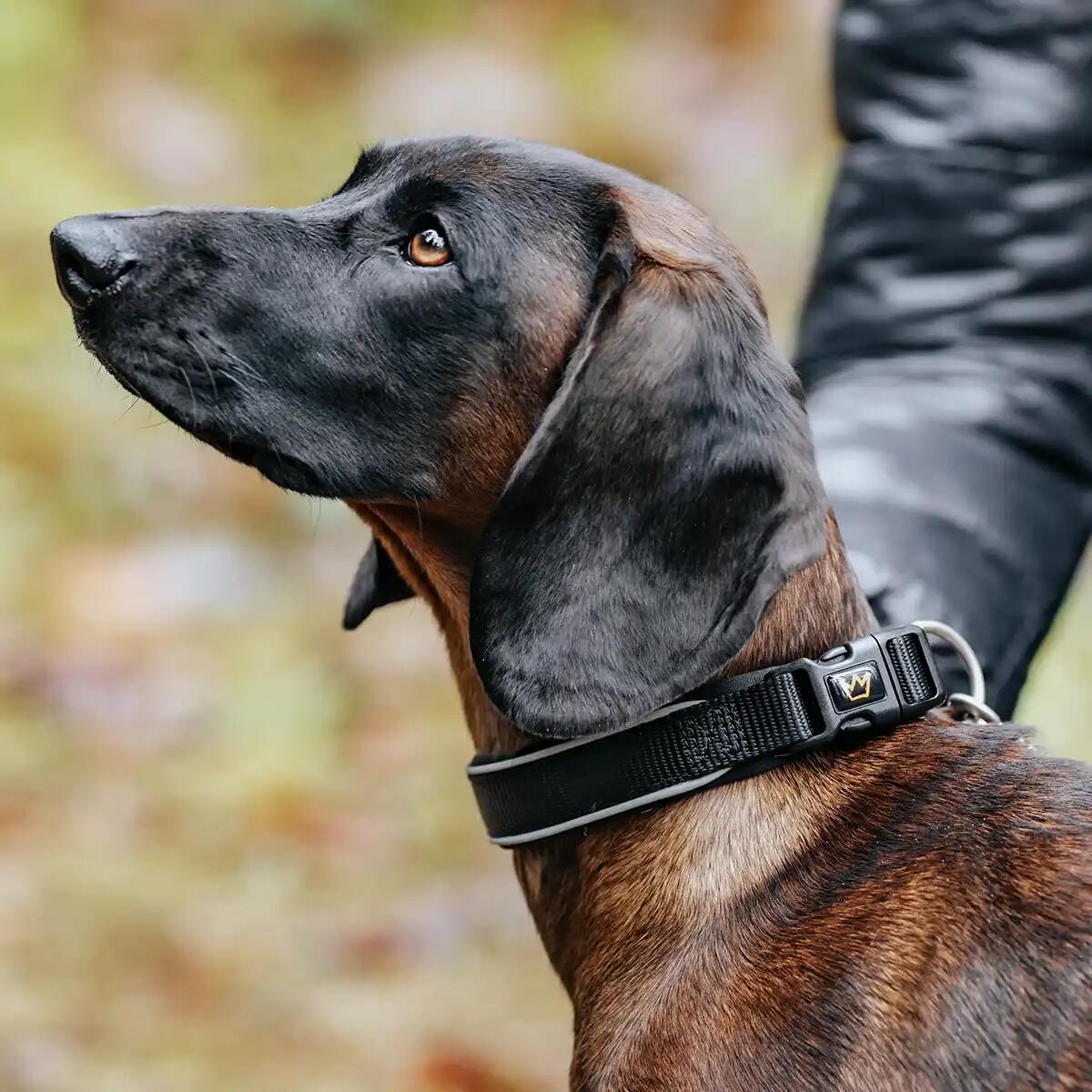Rudelkönig Collier pour chien Paola réfléchissant réglable 3/6