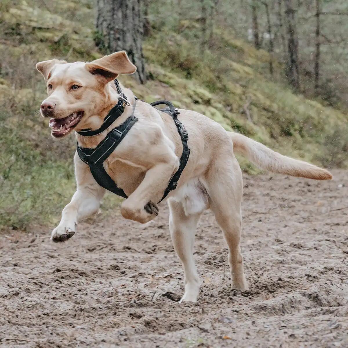 Rudelkönig Harnais pour chien Paola réfléchissant rembourré 4/6