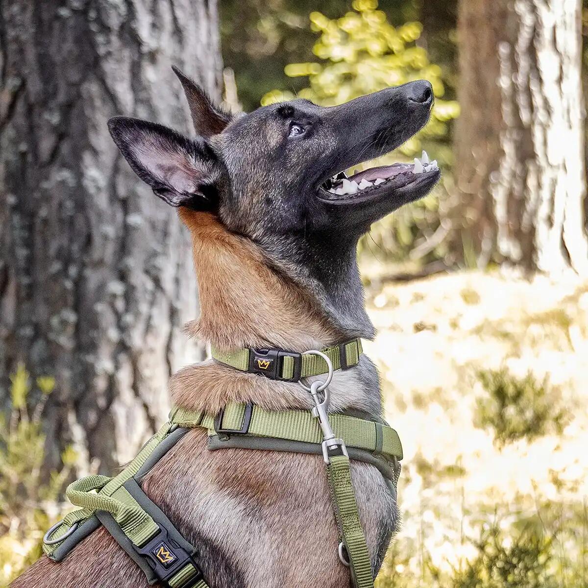 Collare Imbottito per Cani – Nylon Robusto con Morbido Neoprene 2/6