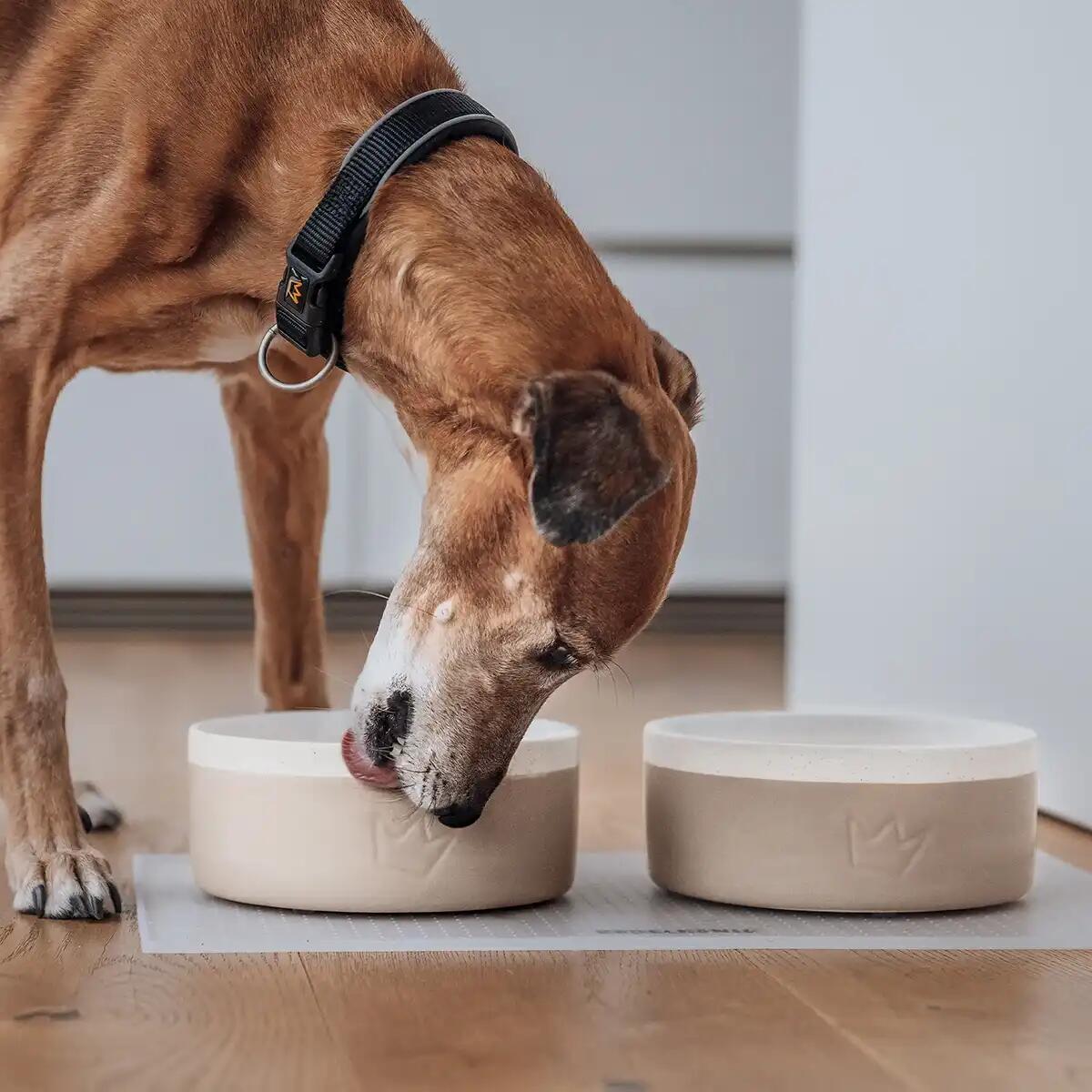 Rudelkönig Gamelle en céramique pour chien 3/6