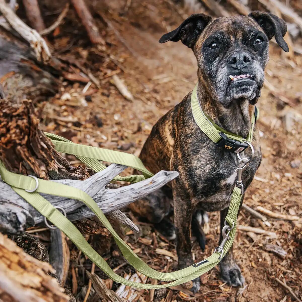 Guinzaglio Frida per Cani – Guinzaglio Regolabile e Stile Urbano 5/6