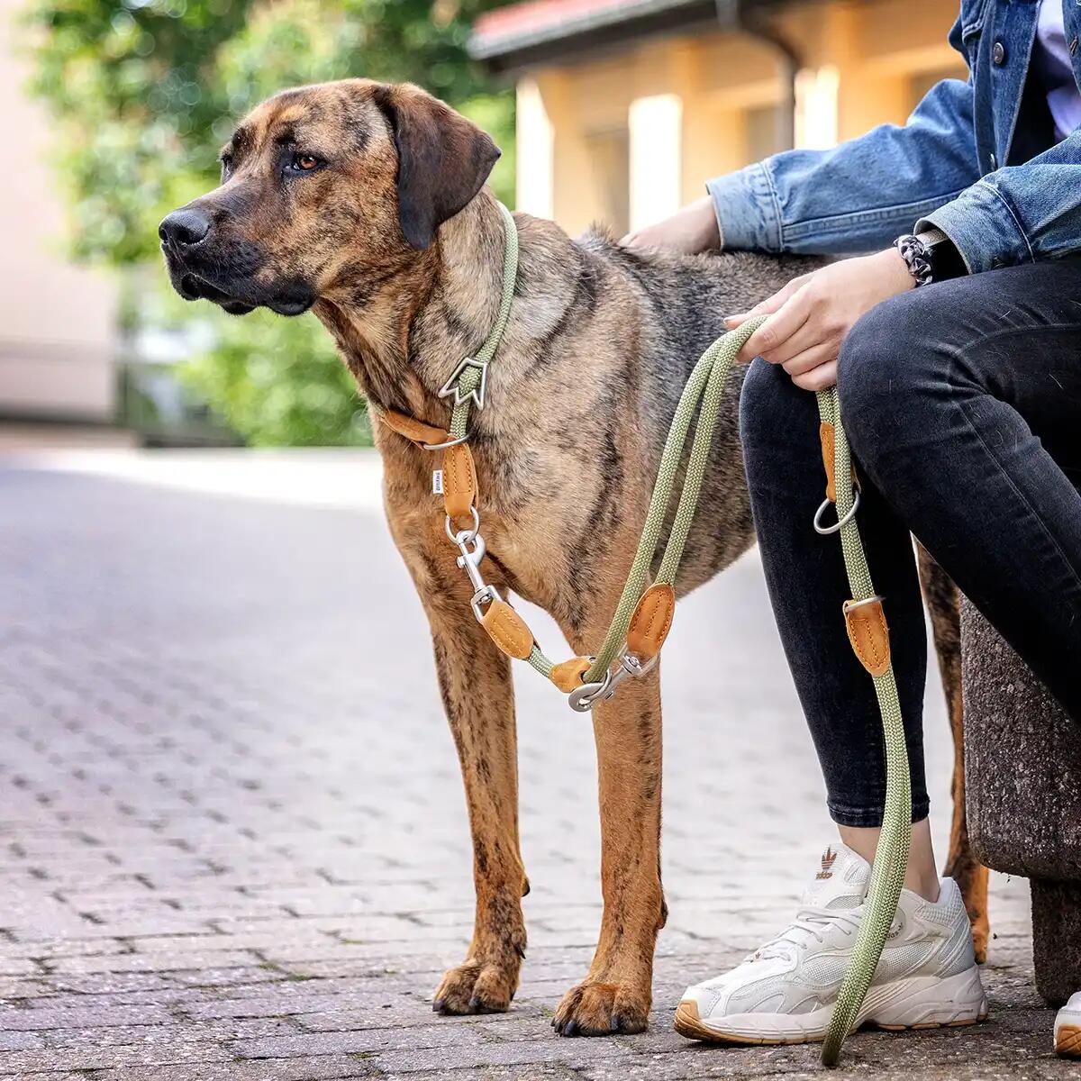 Guinzaglio Emma per Cani – Guinzaglio Regolabile Leggero ed Elegante 4/6