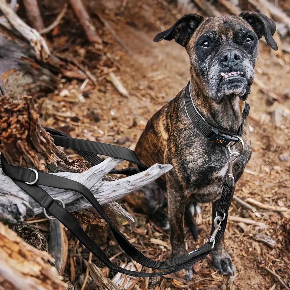 Guinzaglio Frida per Cani – Guinzaglio Regolabile e Stile Urbano 5/6