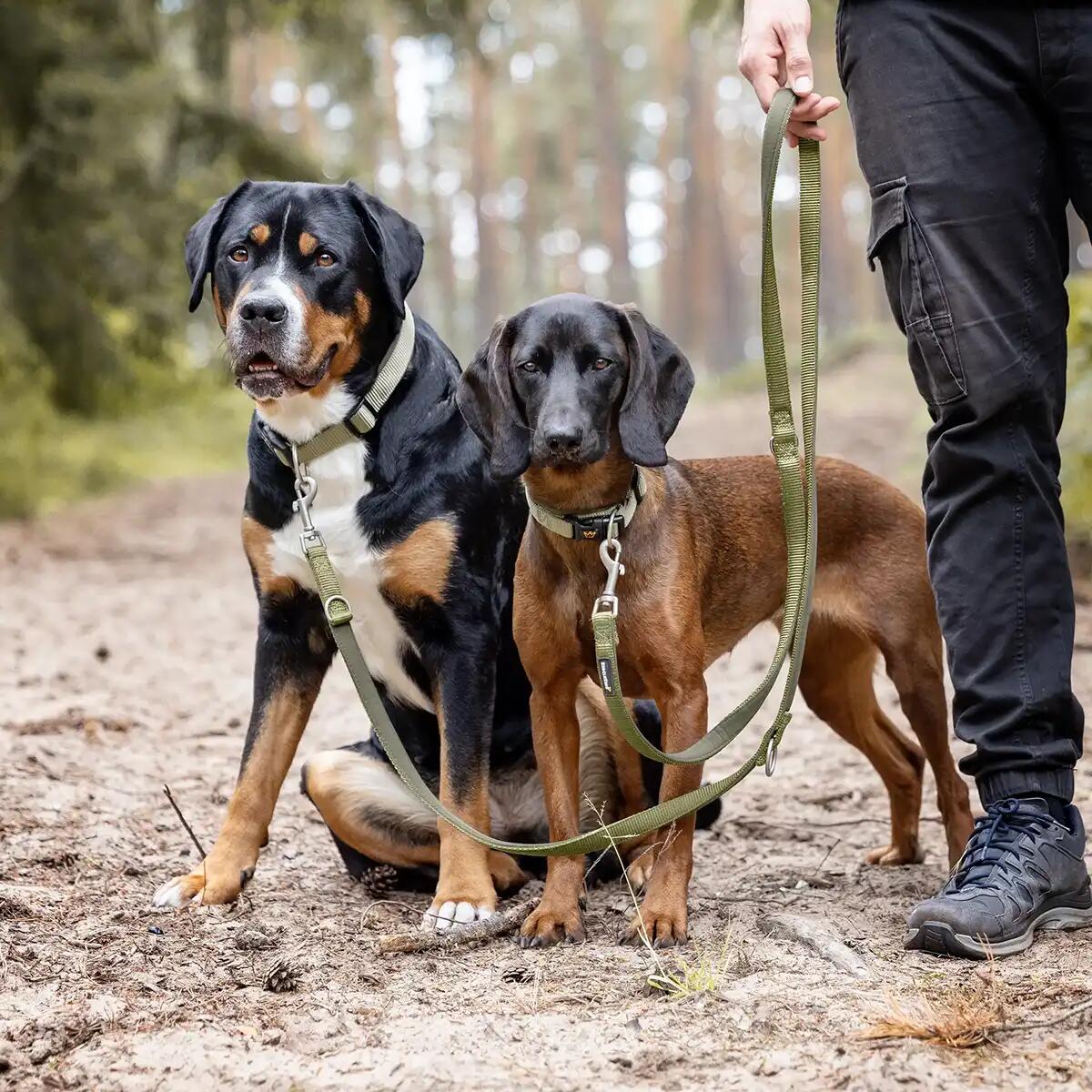 Laisse pour chien Bella reglable 2/7