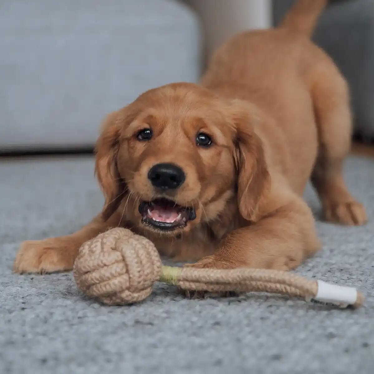 Set 3 Giochi in Corda per Cani – 100% Cotone, Robusti & Delicati sui Denti 6/6