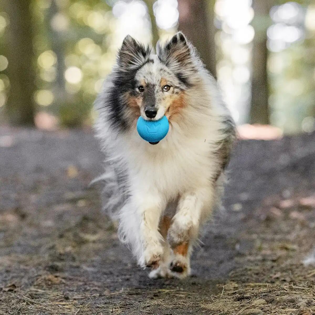 Hundeball – Naturkautschuk Ball 2/6