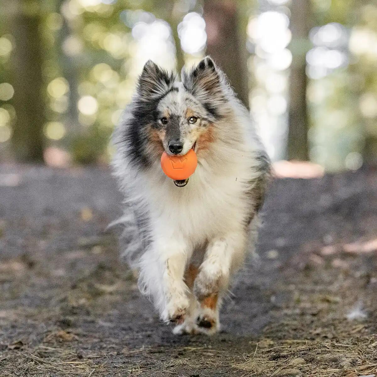 Pallina per Cani in Gomma Naturale – Giocattolo Sicuro e Robusto 2/6