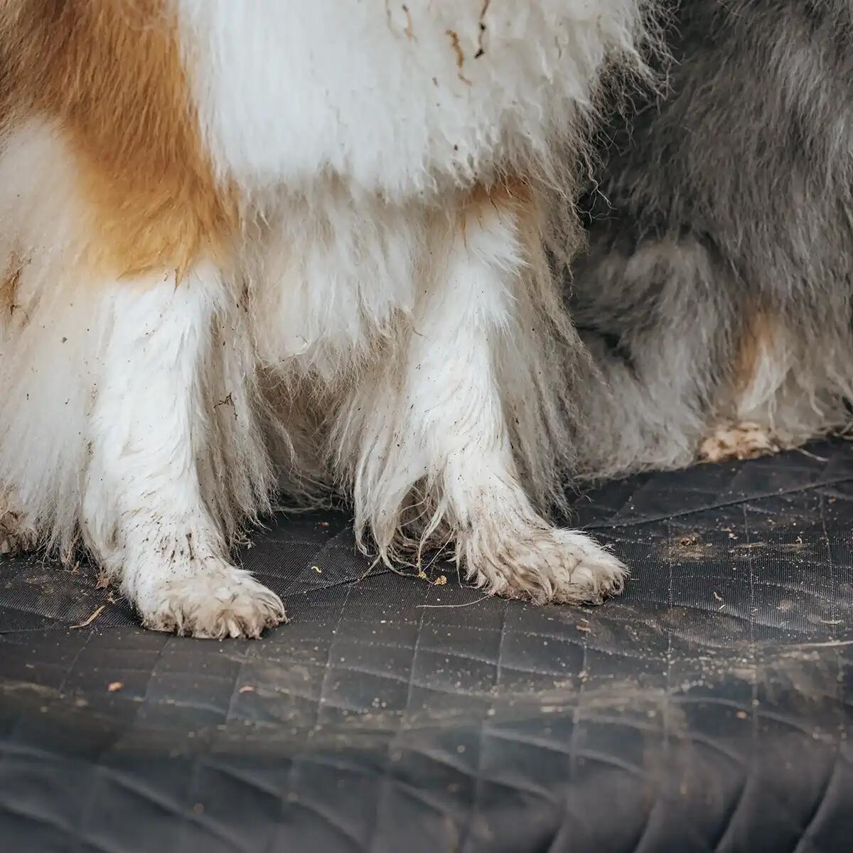Protezione Bagagliaio per Cani – Telo Auto Impermeabile e Antigraffio 3/6