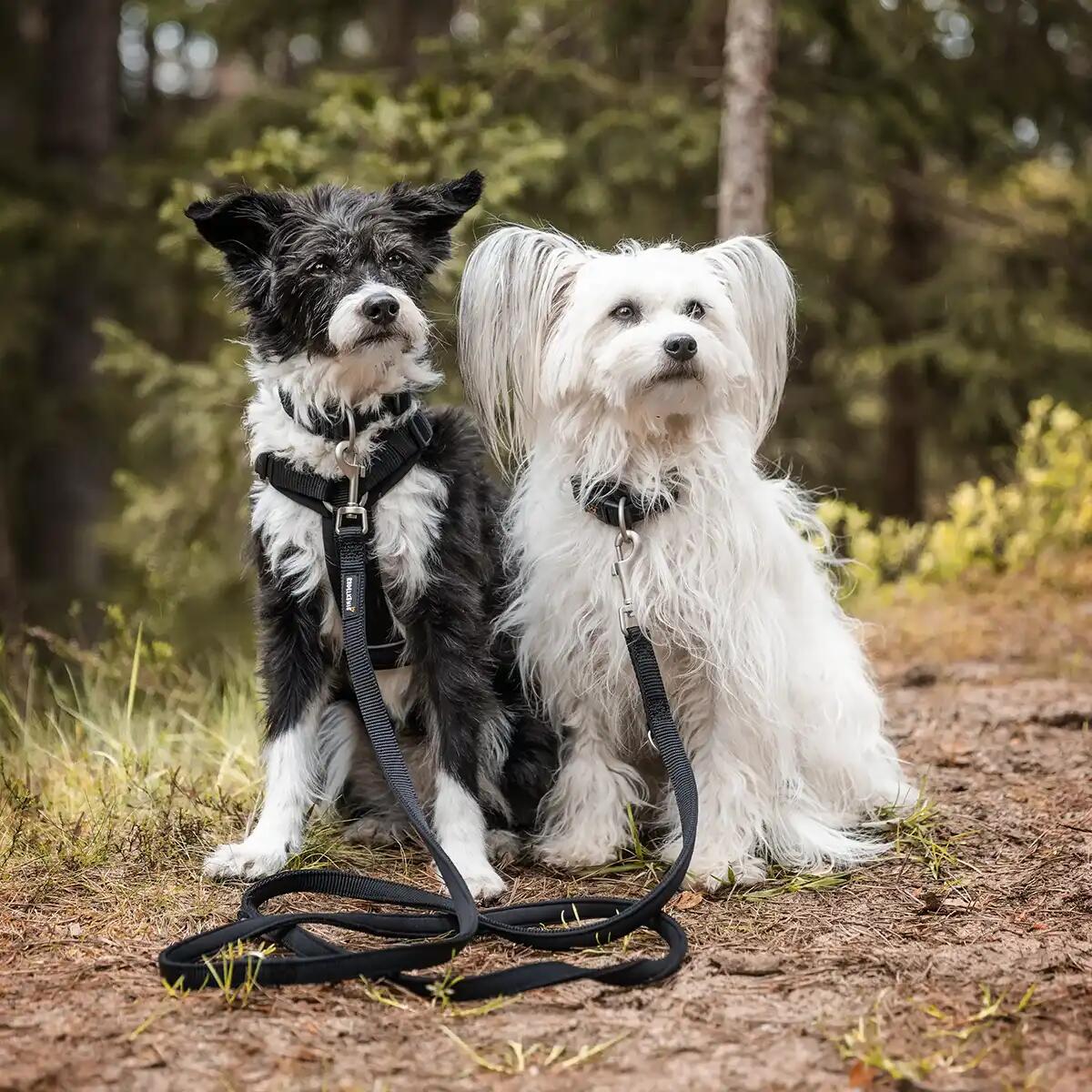 Guinzaglio Bella per Cani – Guinzaglio Regolabile e Morbido Premium 6/6