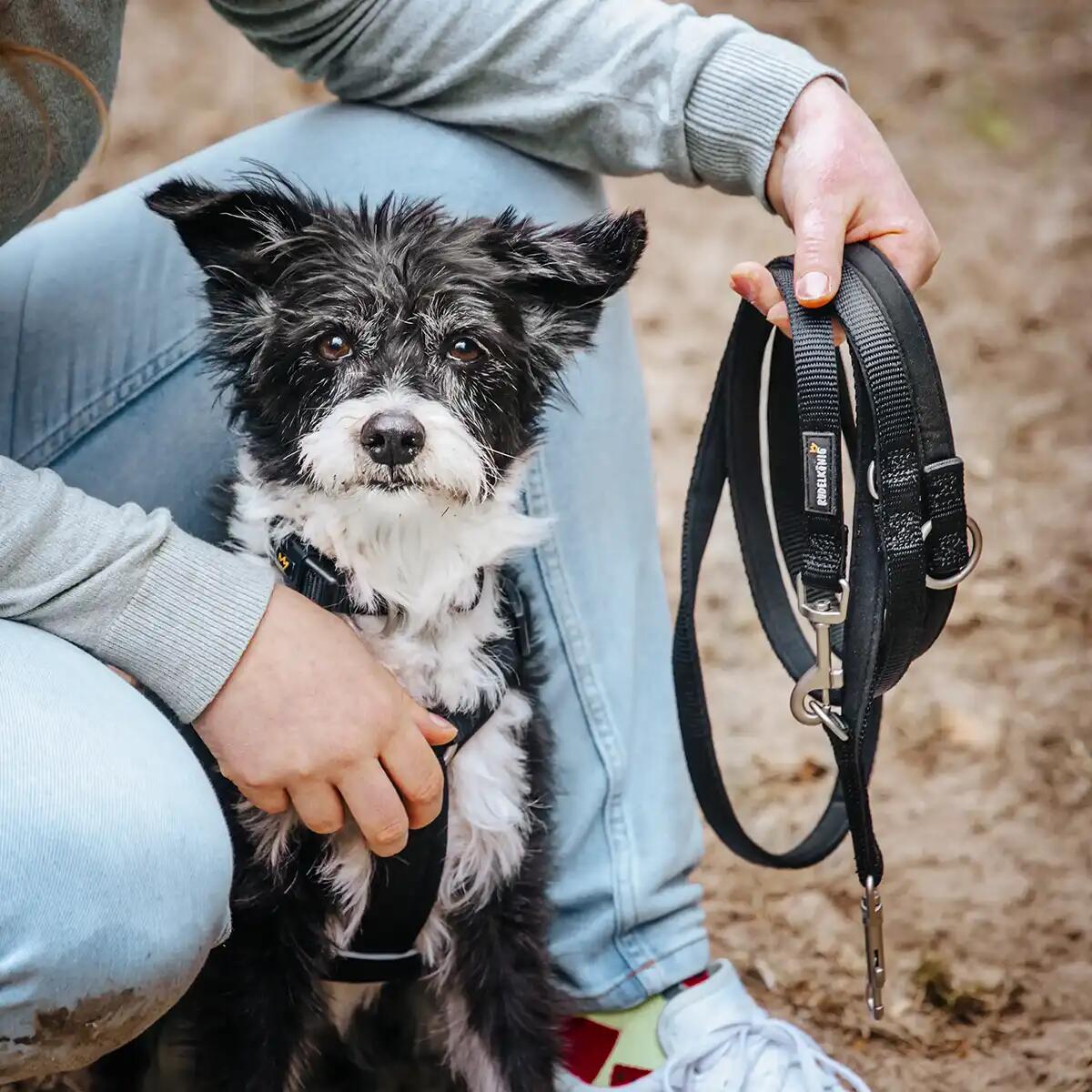 Guinzaglio Bella per Cani – Guinzaglio Regolabile e Morbido Premium 4/6