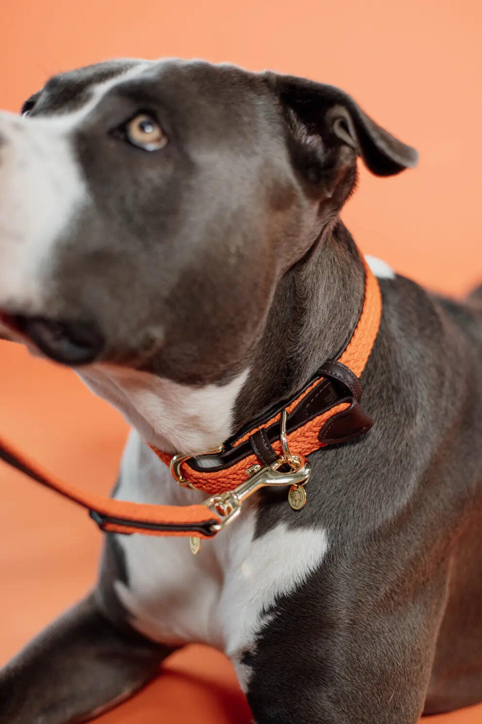Geflochtenes Nylon-Halsband für Hunde Kentucky 2/7