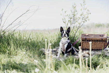 Harnais pour chien actif Kentucky Velvet 7/7