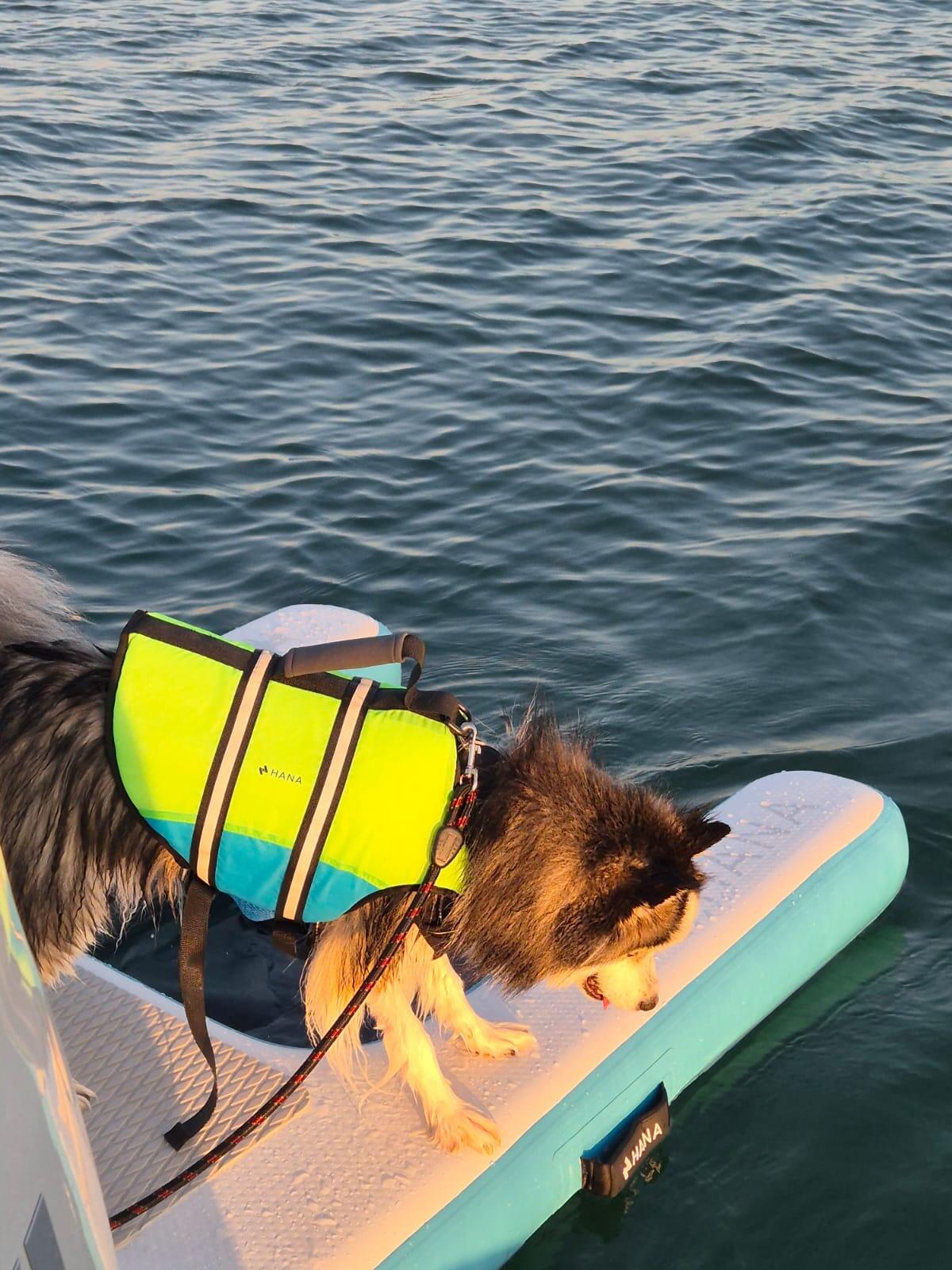Chaleco salvavidas para perro HANA 4/5
