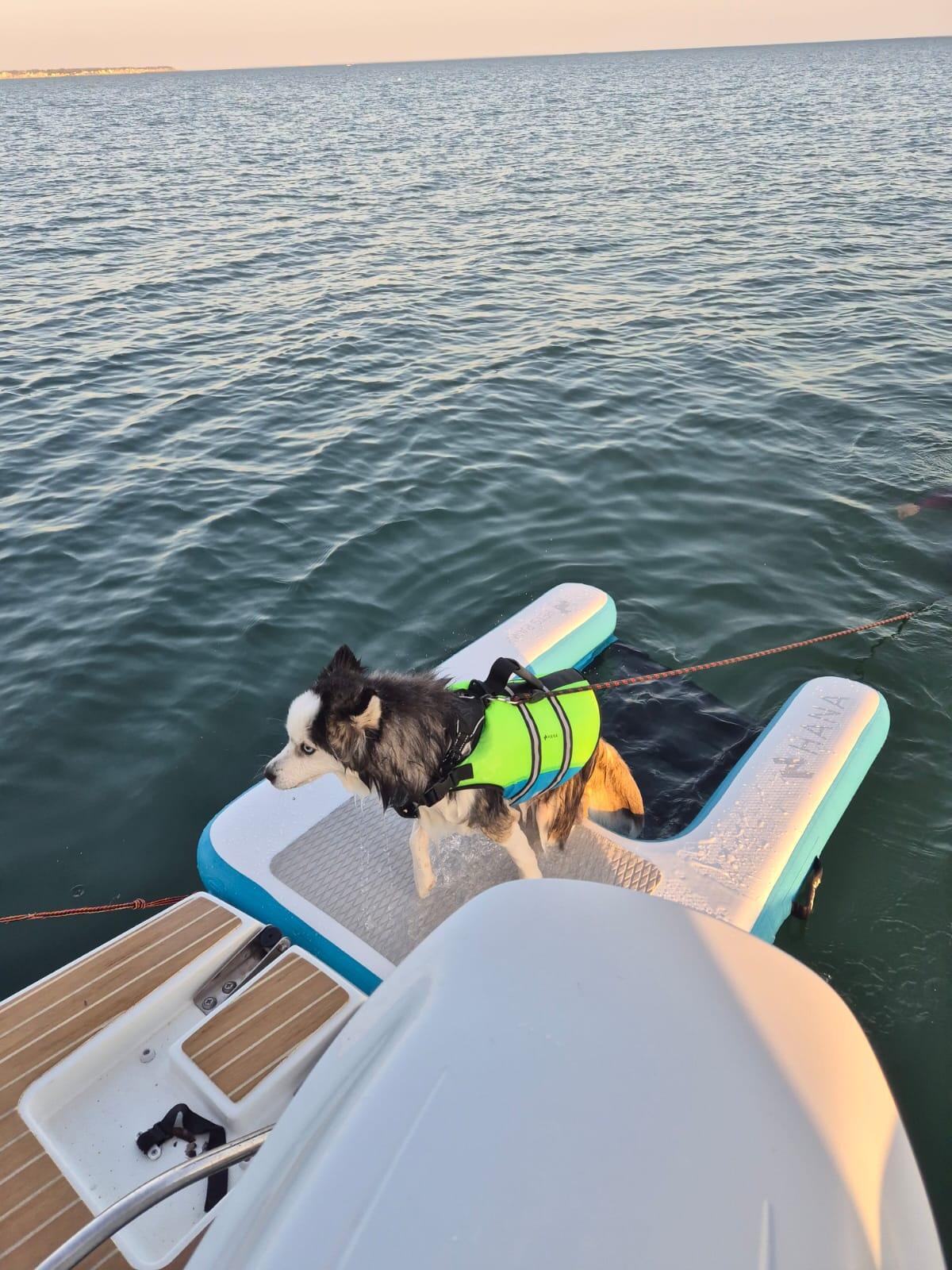 Rampa para animais HANA – flutuante e insuflável 4/4
