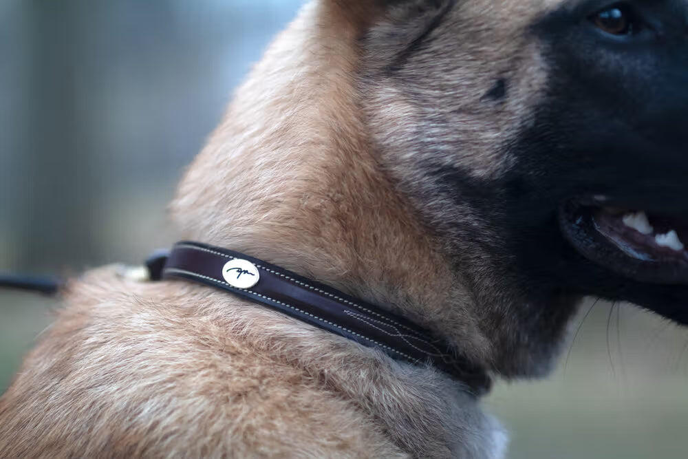 Collare per cani con cuciture decorative Dy'on 3/7