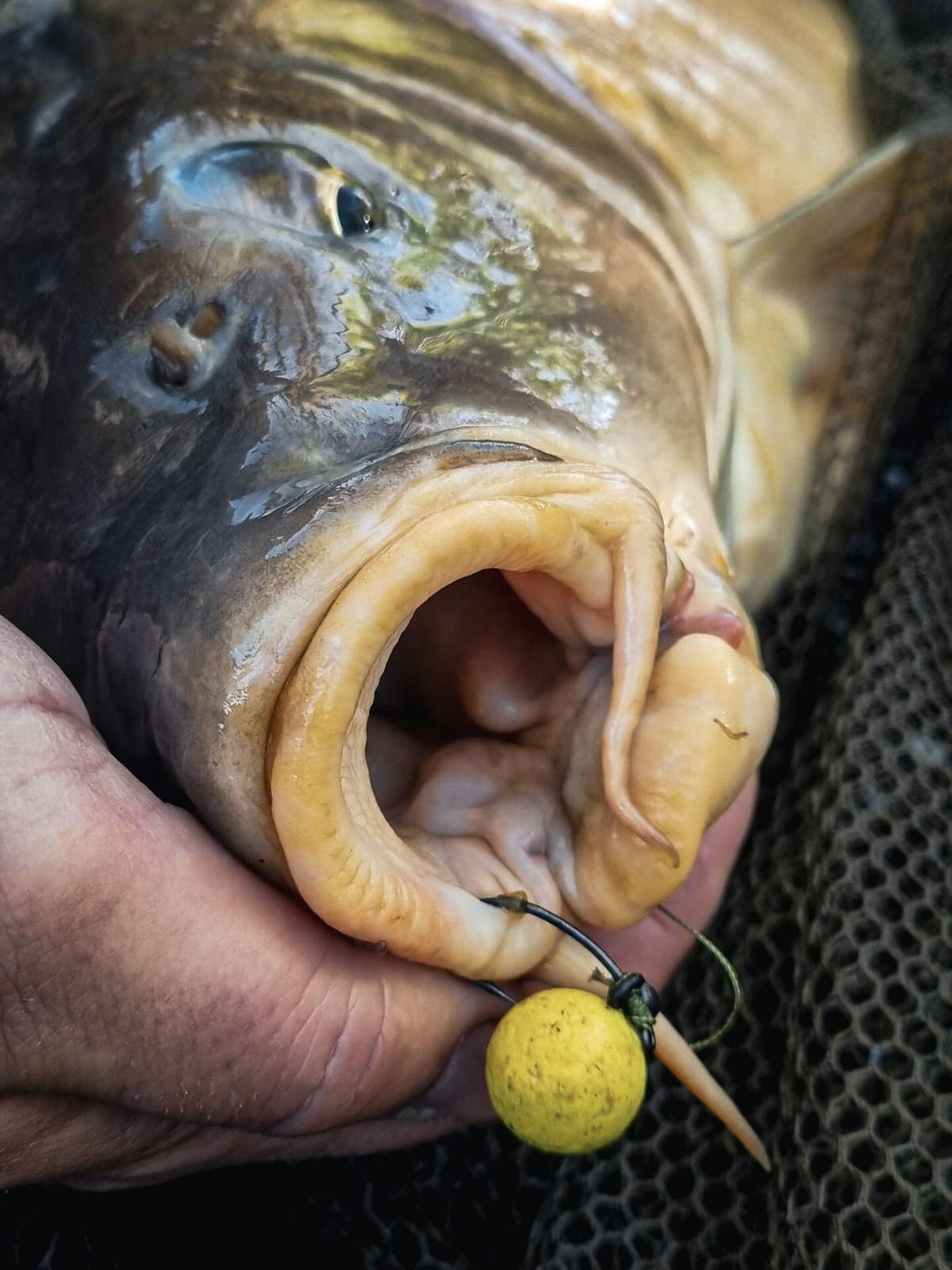 SuperFeed Fluo Pop-Up Boilies Squid & Orange 16mm 70g 7/7