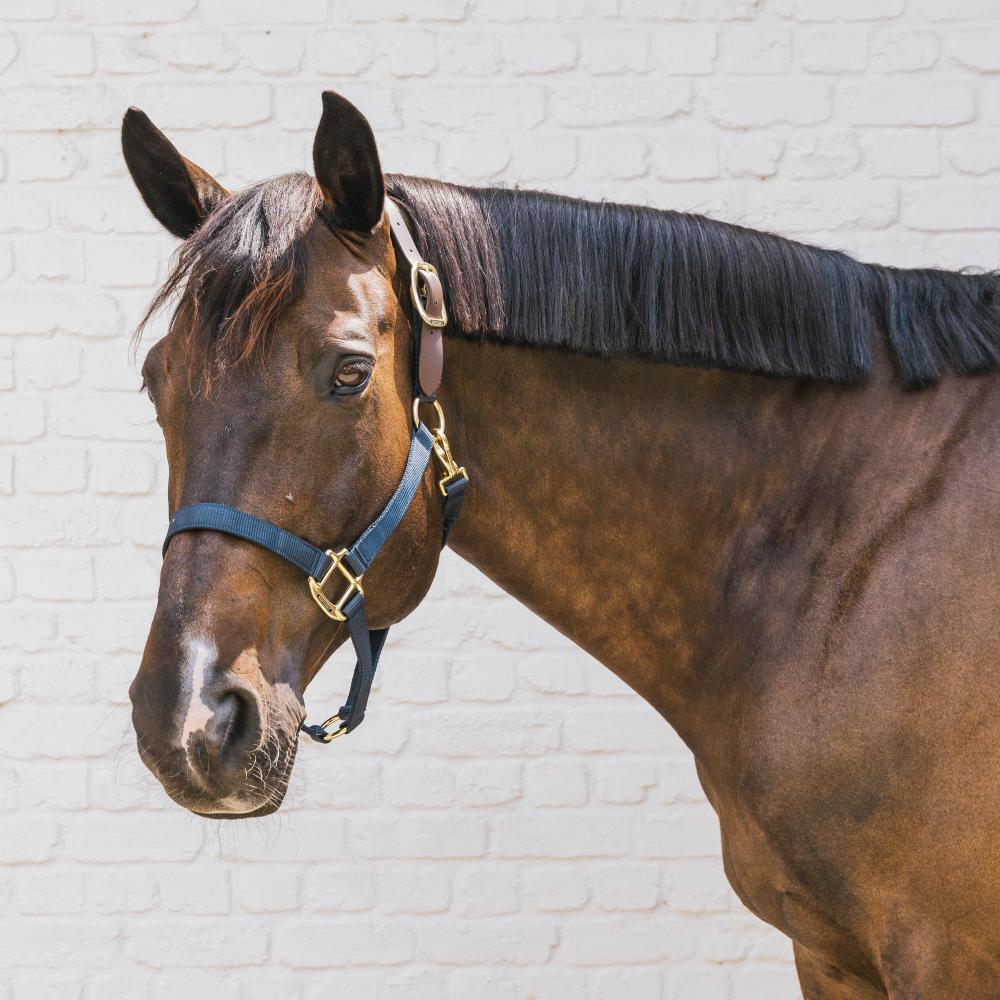 Nylon halter Breakaway navy Full 3/3
