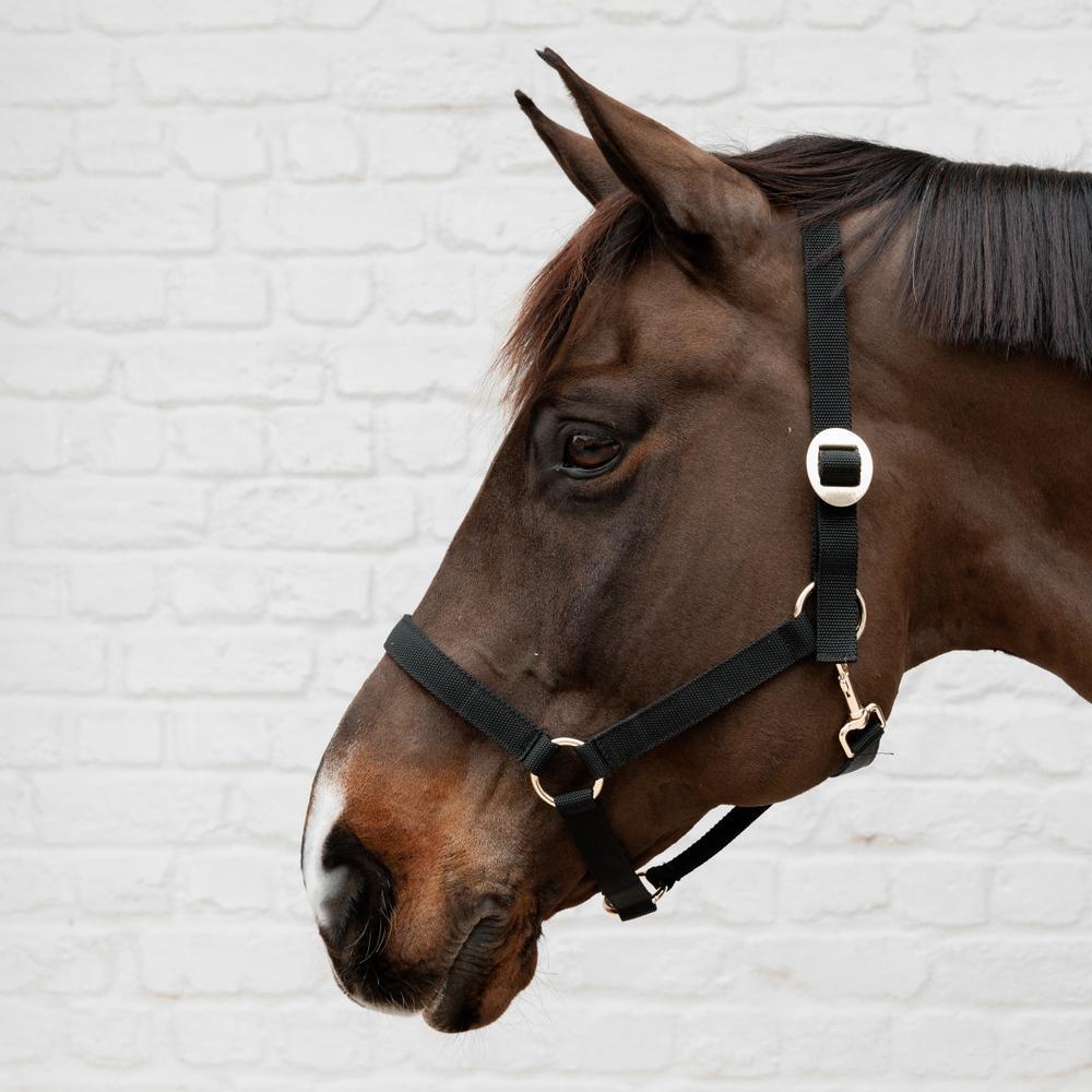 Cabezada de nylon para caballo Kentucky 2/3