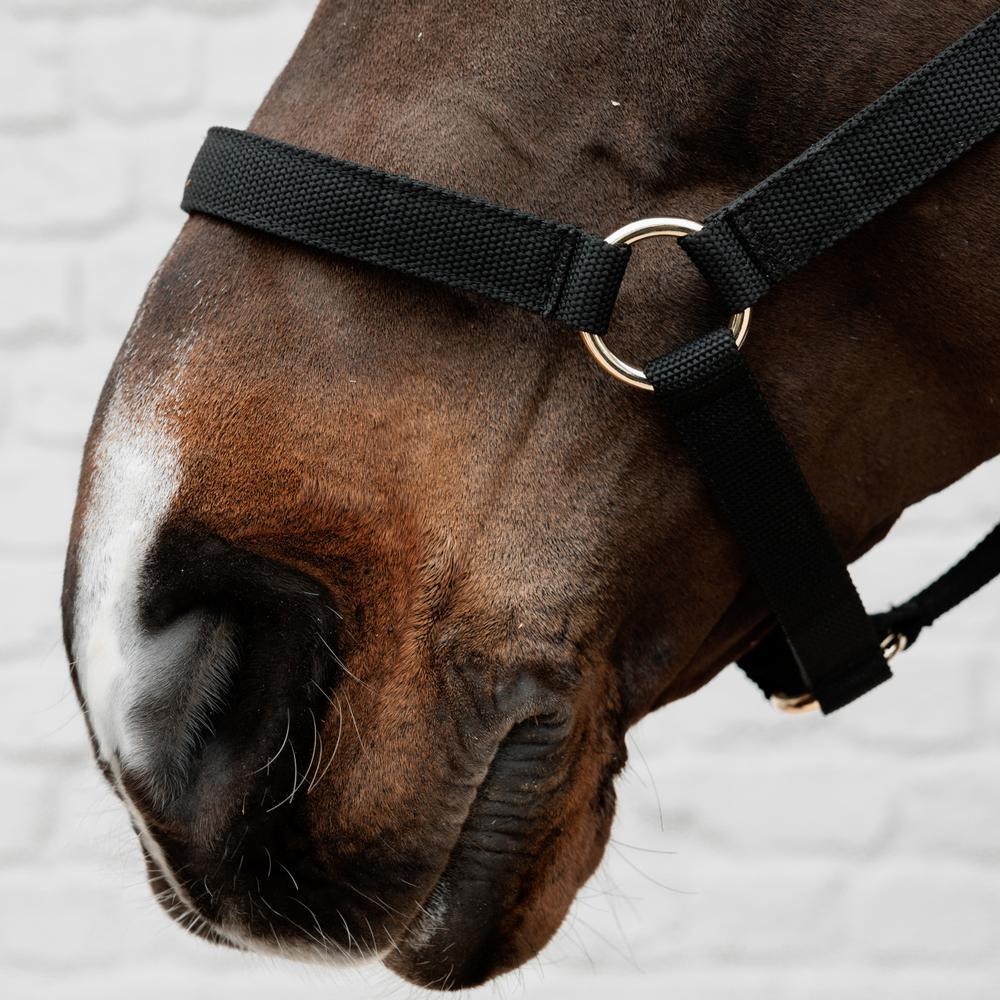 Cavalo de nylon Kentucky 2/3