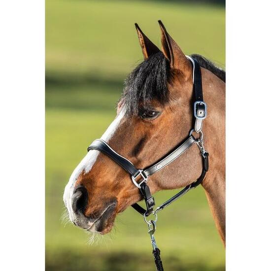 Licol en cuir pour cheval HFI Two-Tone